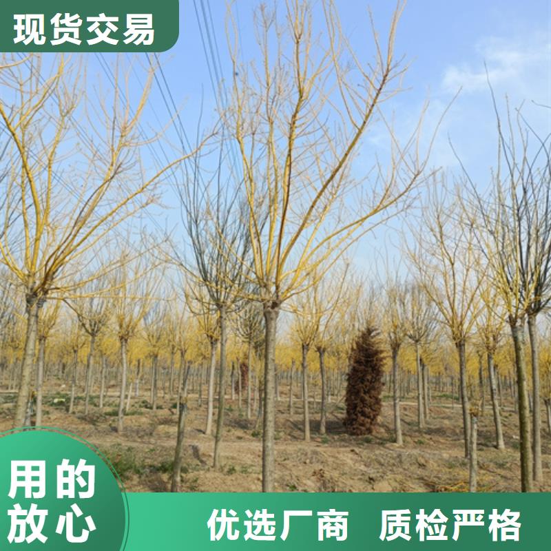 法桐美国红枫优势