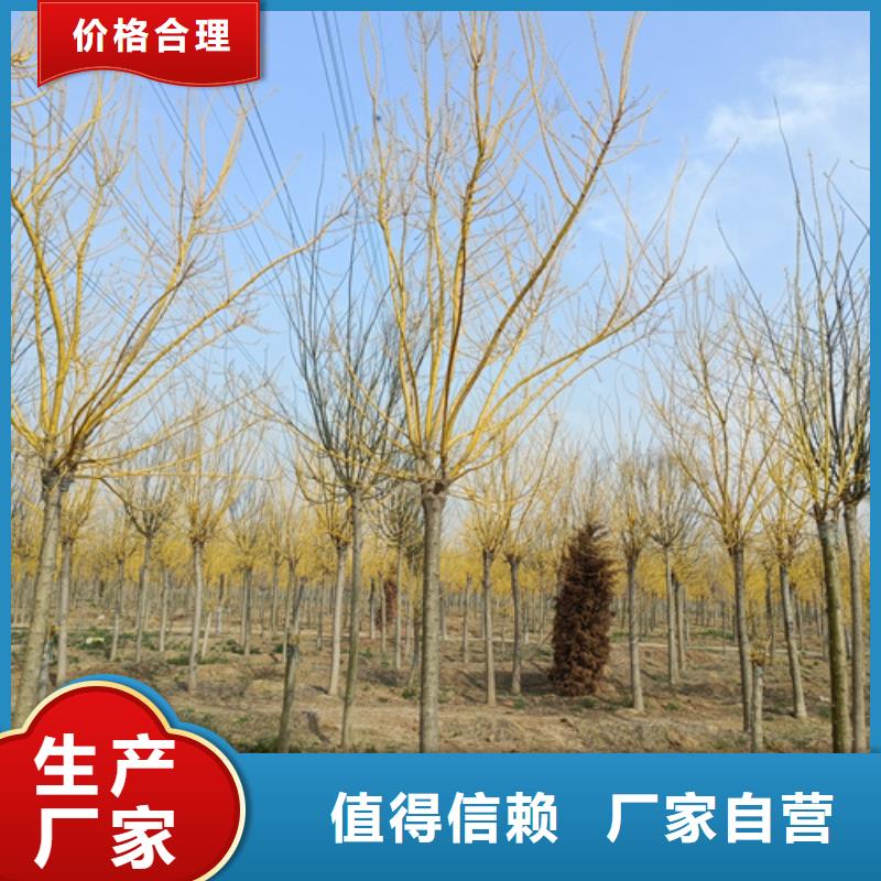 法桐樱花匠心工艺