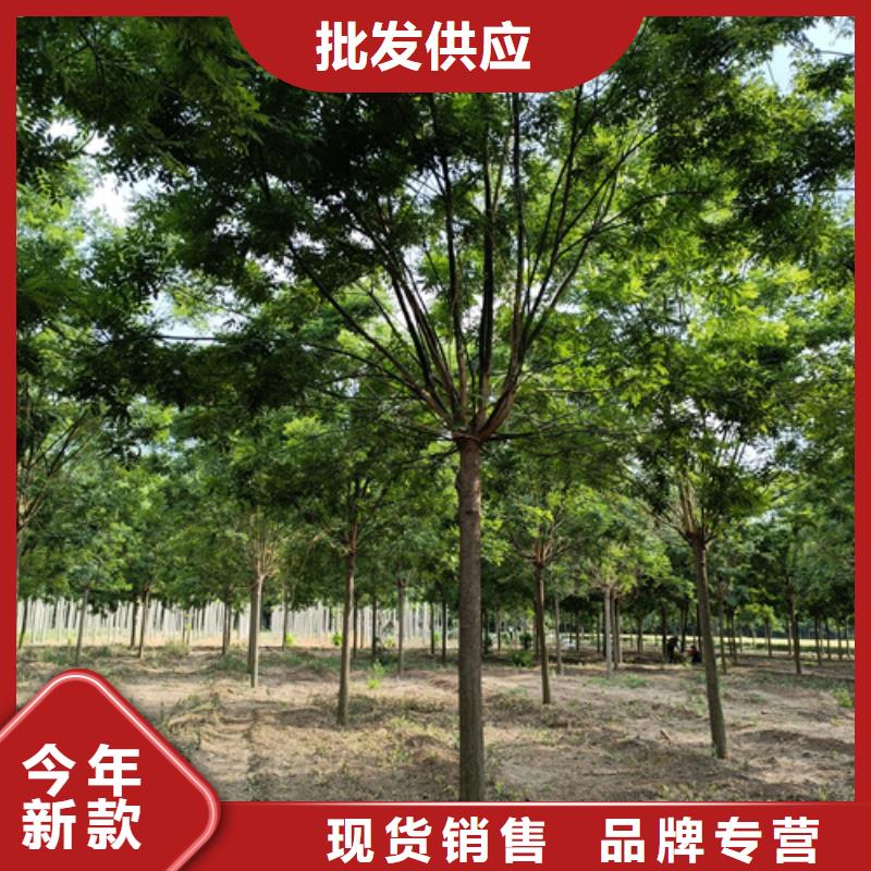 法桐截杆发帽专业完善售后