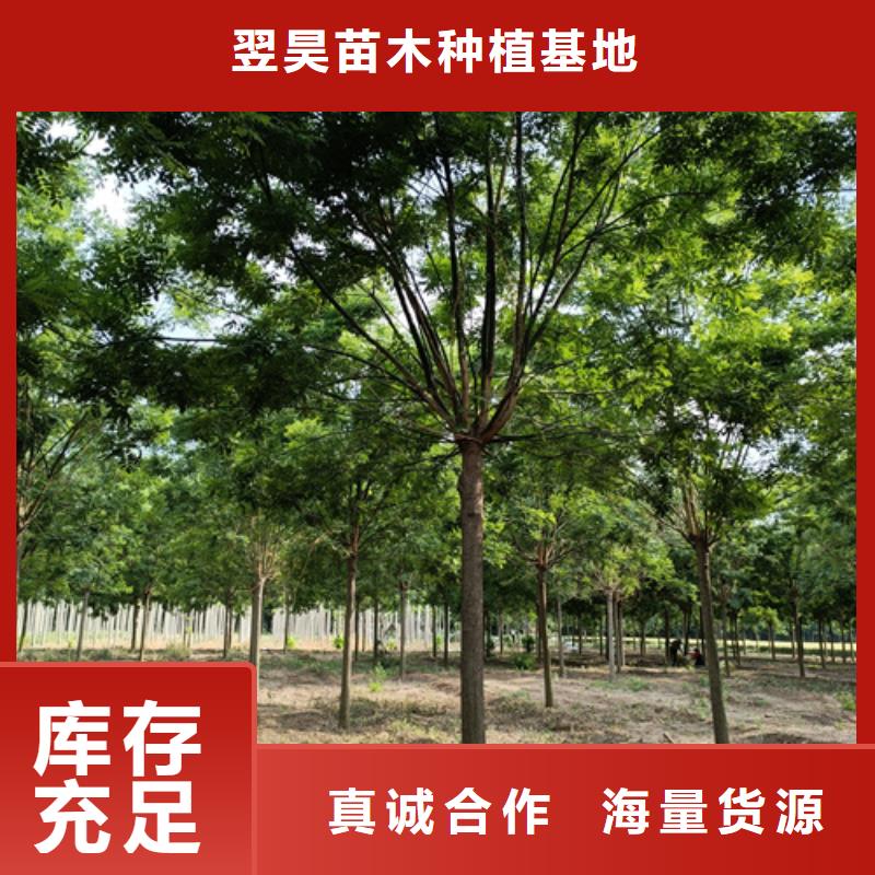 法桐黃金槐專注品質(zhì)