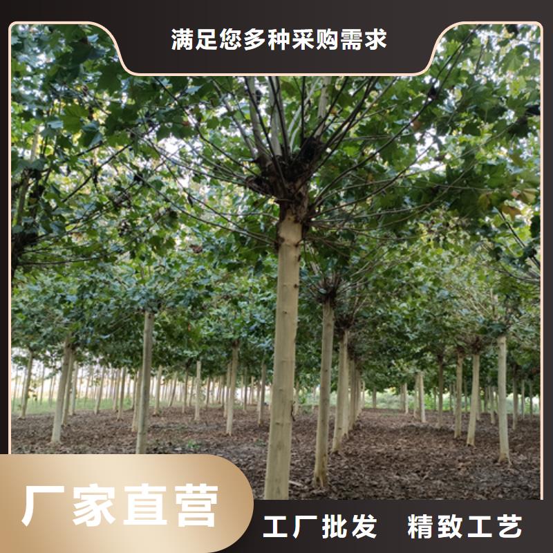 法桐_美国红枫买的是放心