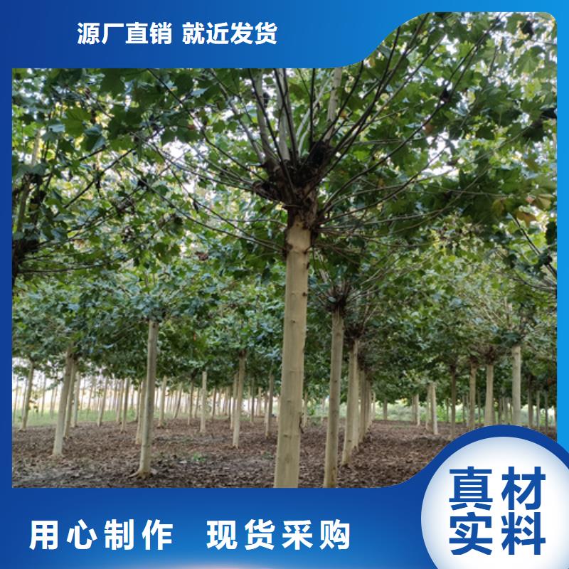 法桐秋紫白蠟全新升級(jí)品質(zhì)保障