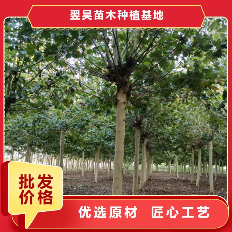 法桐原生冠法桐优良材质