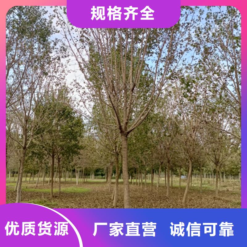 法桐,白蜡源头厂家直销