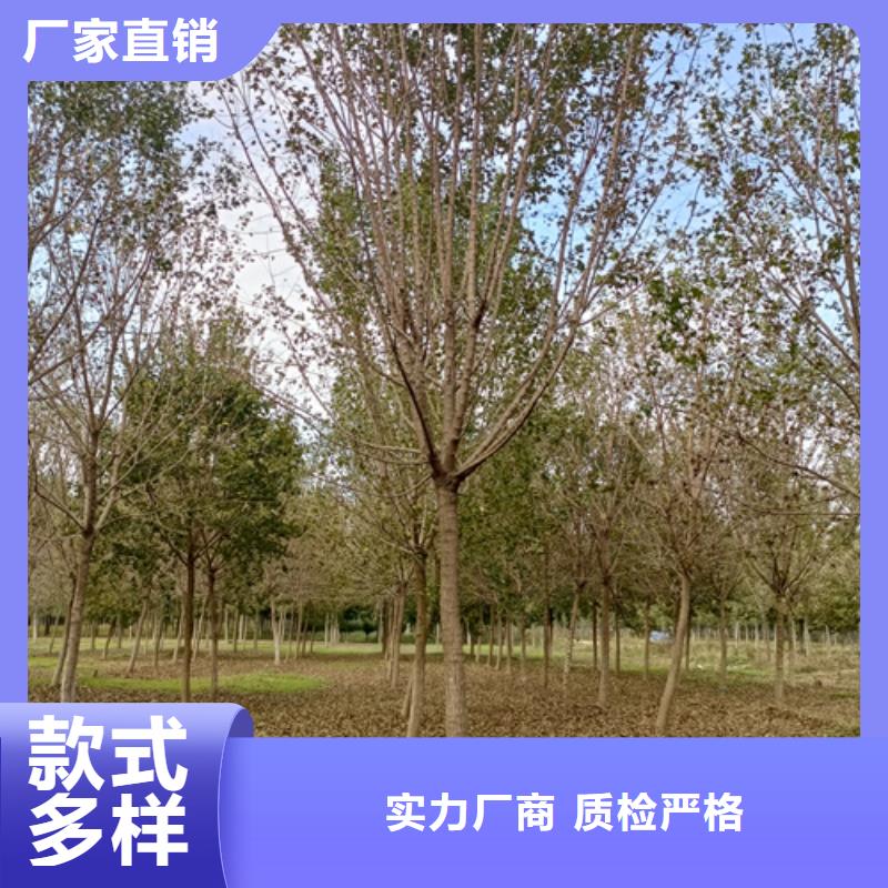 法桐黃金槐廠家經(jīng)驗(yàn)豐富