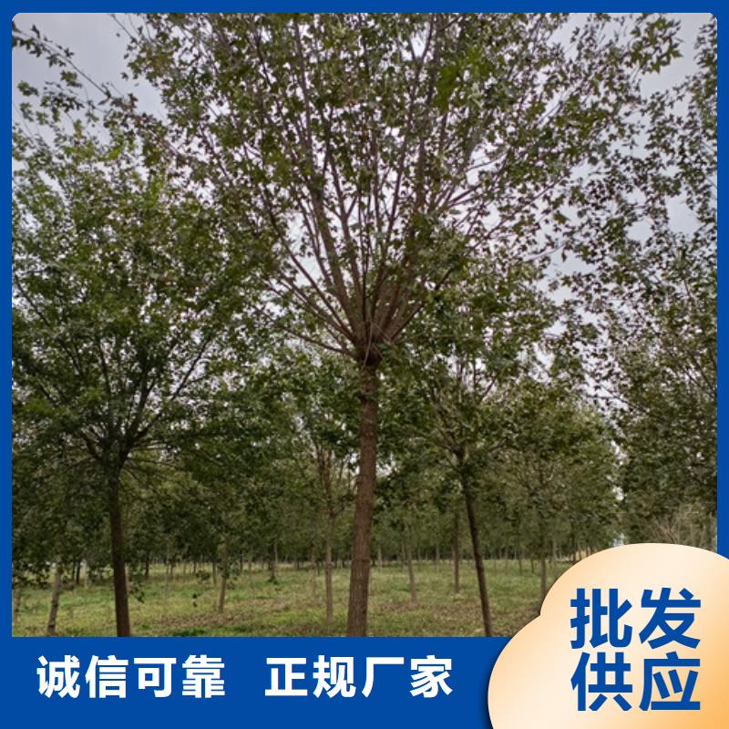 速生法桐厂家现货批发