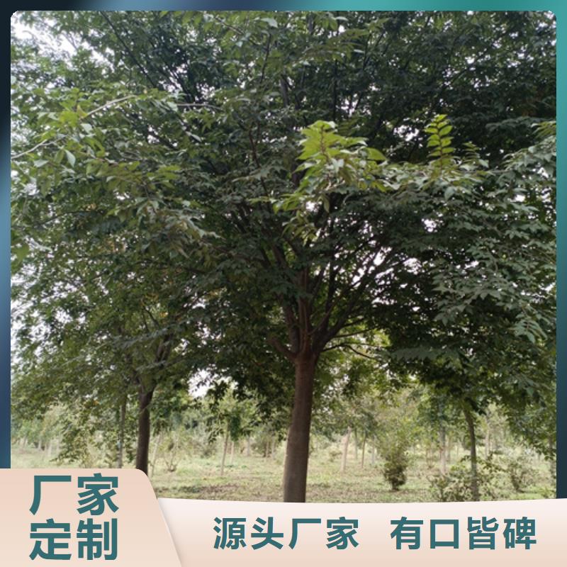 法桐小苗庫存充足