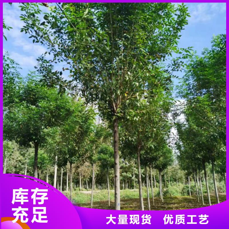 法桐-北京欒準時交付