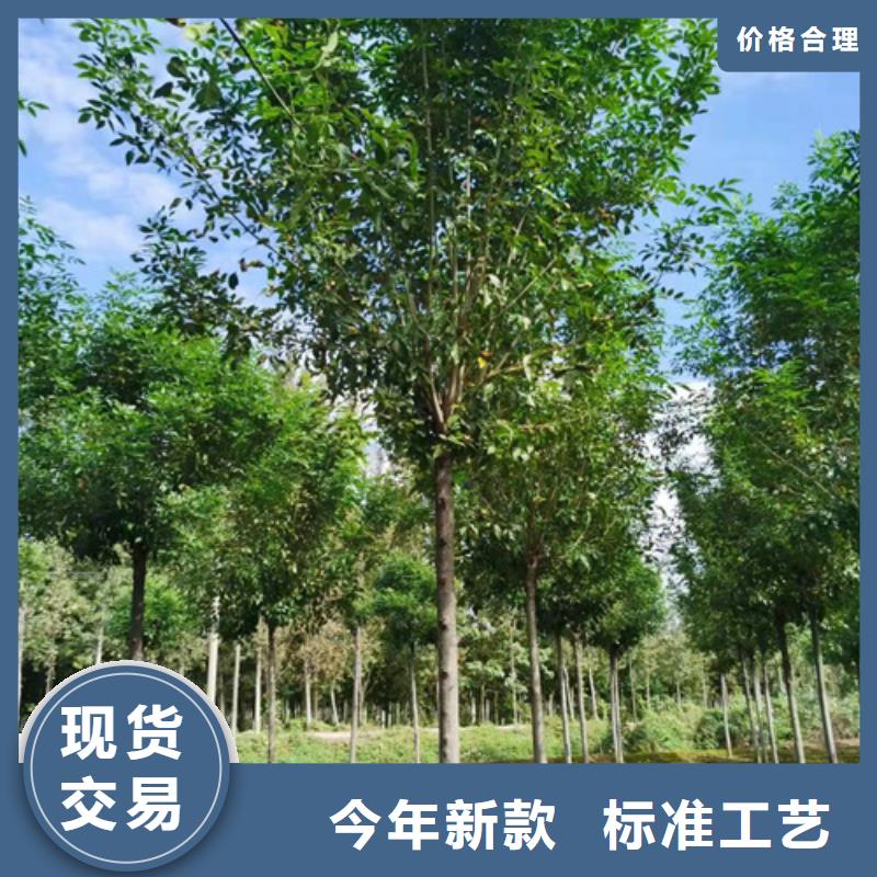 法桐行情上门施工