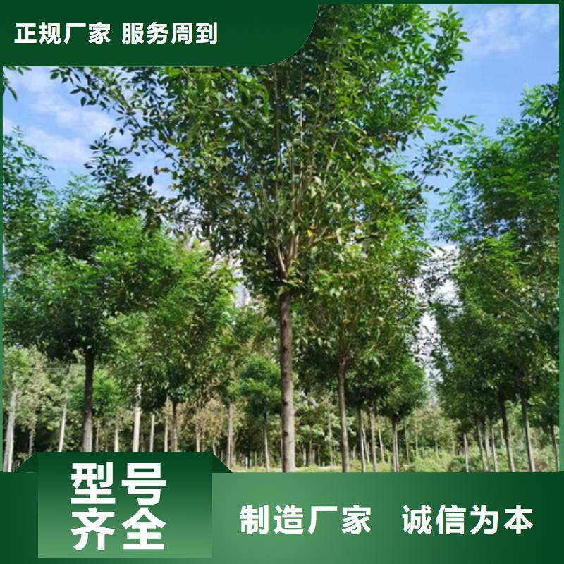 法桐美國紅楓N年生產(chǎn)經(jīng)驗