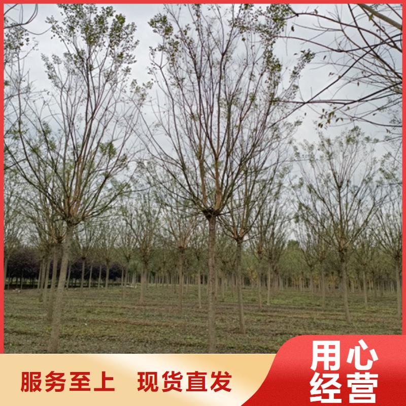 法桐截杆发帽专业完善售后