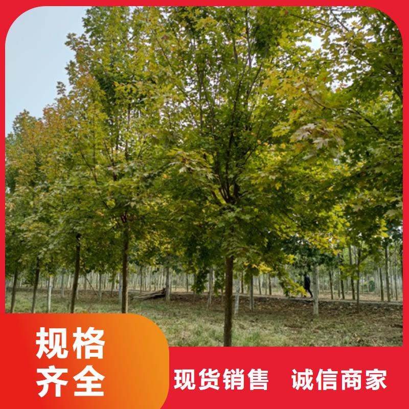 法桐秋紫白蠟全新升級(jí)品質(zhì)保障
