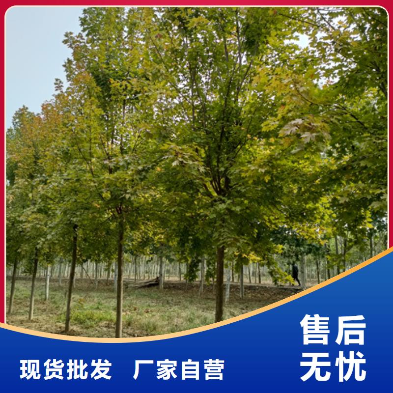 法桐,金叶复叶槭做工细致