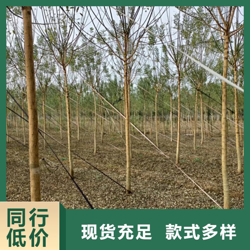 法桐,五角枫用心服务