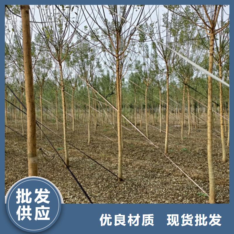 法桐金葉復(fù)葉槭超產(chǎn)品在細節(jié)