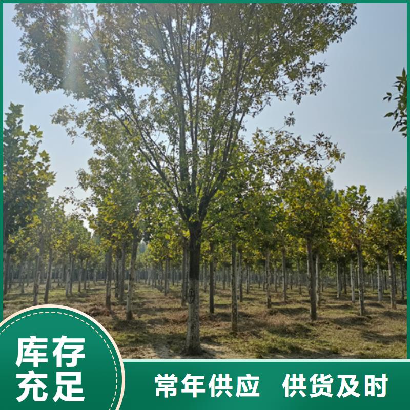 法桐小苗价格-定制_翌昊苗木种植基地