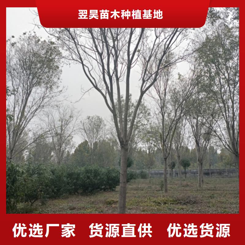 速生法桐欢迎来电绿化苗木
