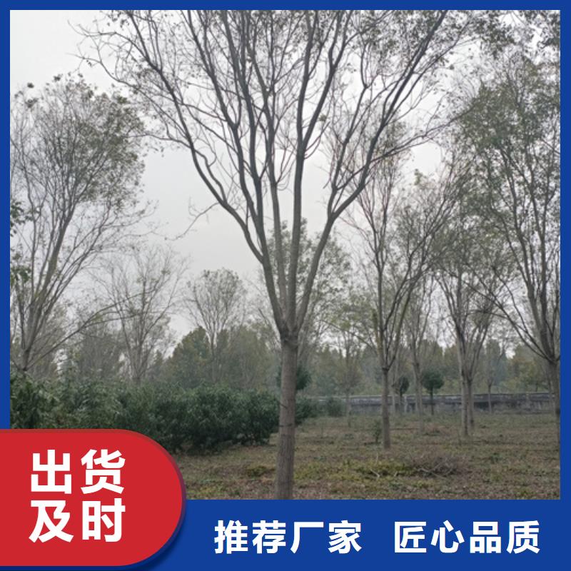 法桐小苗、法桐小苗厂家-诚信经营