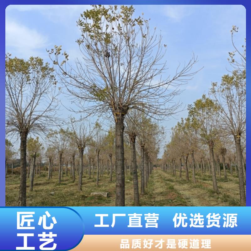 法桐厂家规格全