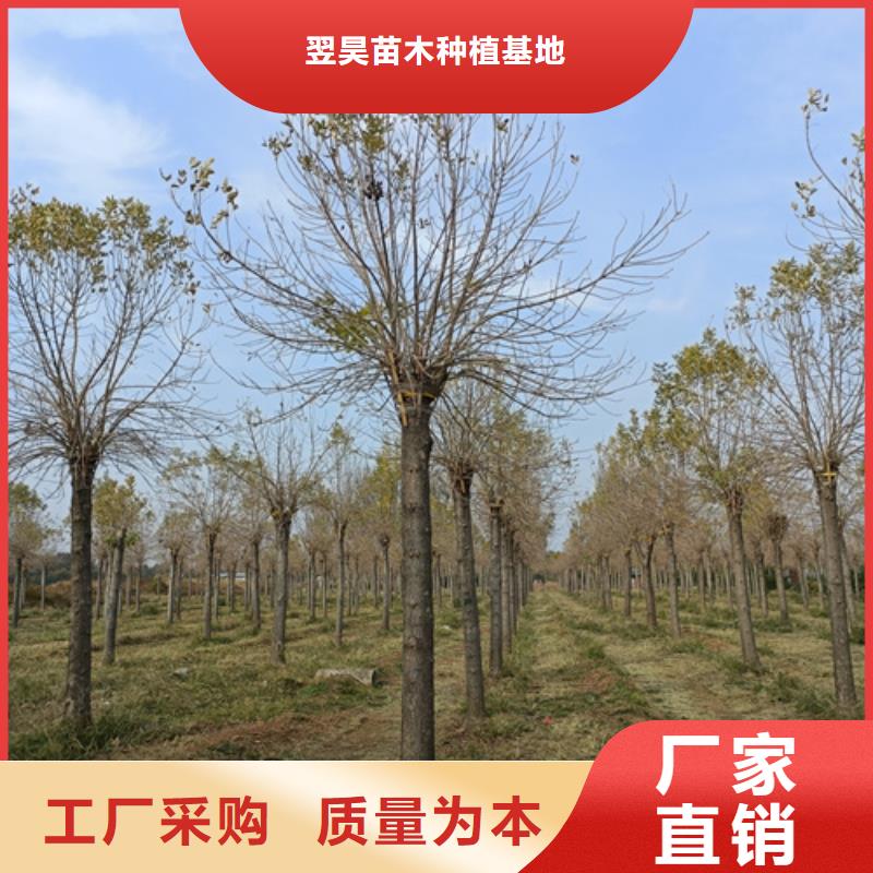 造型法桐市場(chǎng)價(jià)