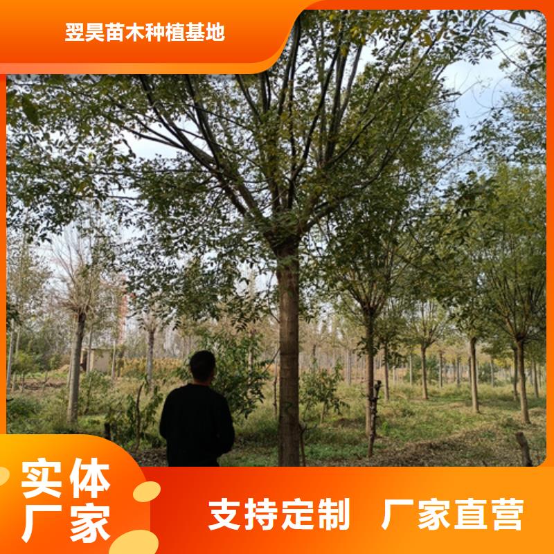 法桐金葉白蠟好貨有保障