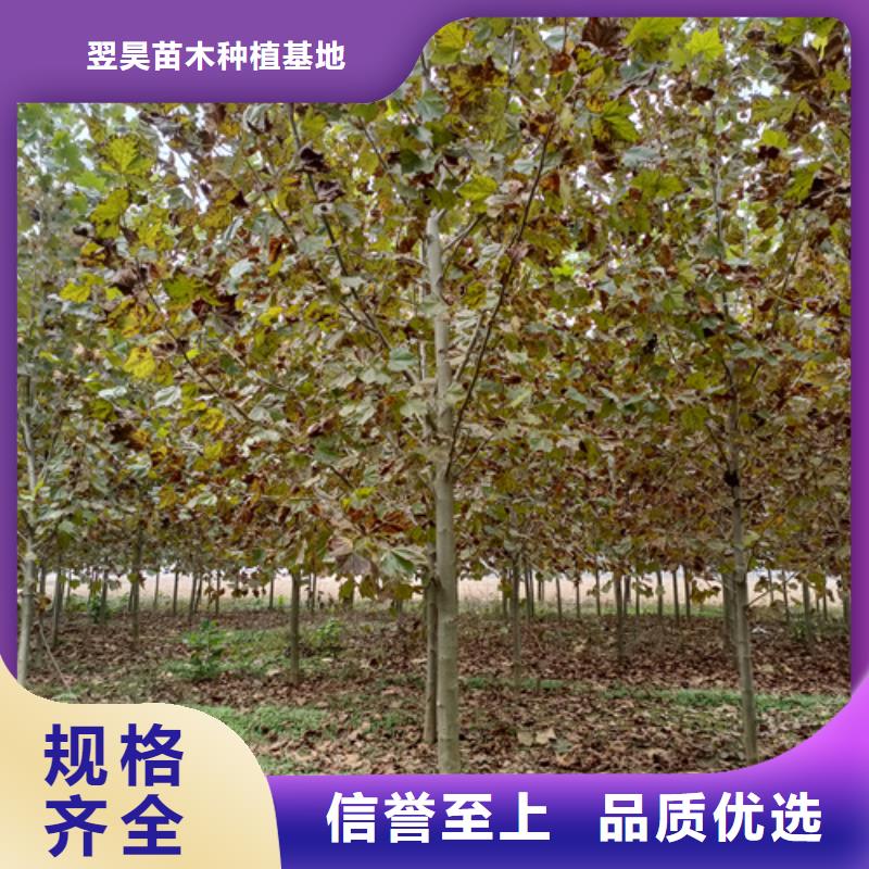 法桐金叶槐欢迎新老客户垂询
