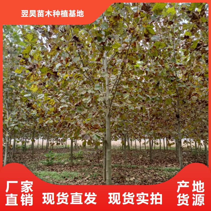 法桐金葉復(fù)葉槭源頭采購(gòu)