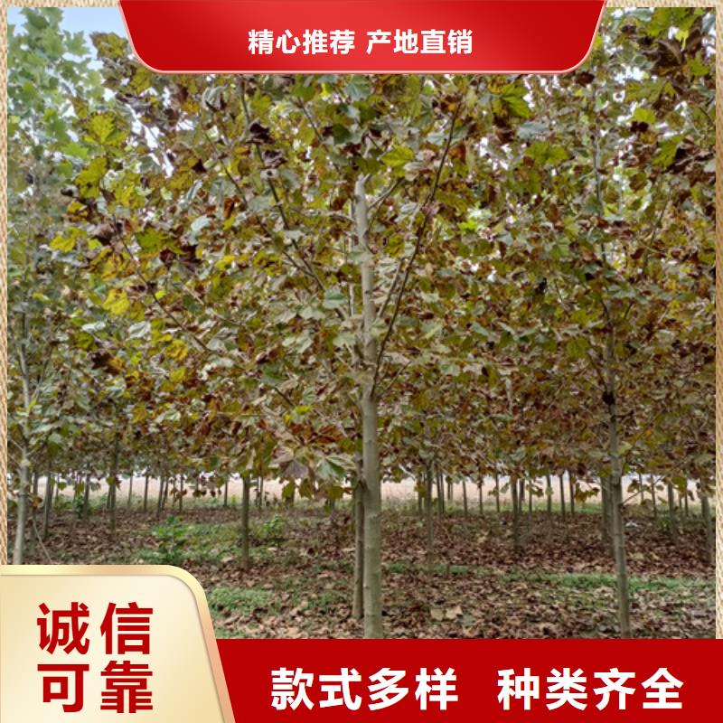 法桐_截桿發(fā)帽實(shí)力廠家直銷(xiāo)