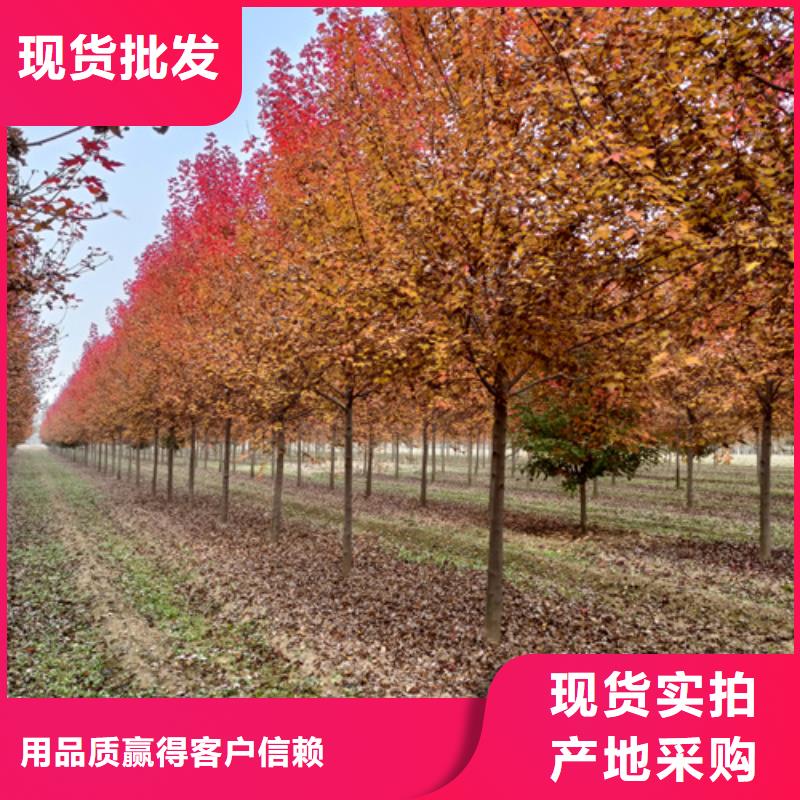 法桐金葉復(fù)葉槭源頭采購(gòu)