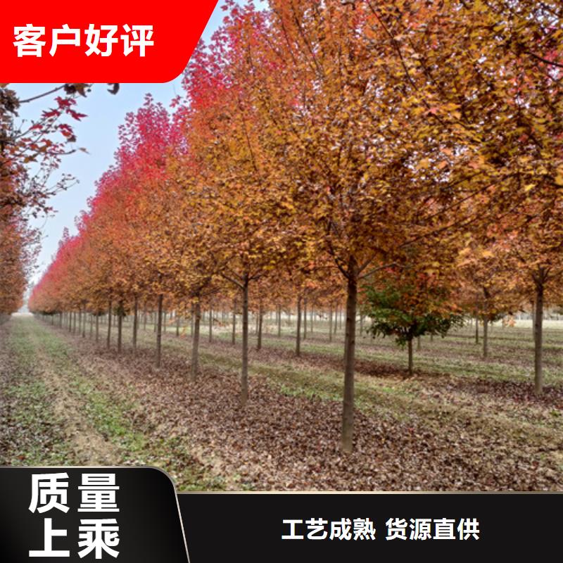 法桐金葉槐老品牌廠家