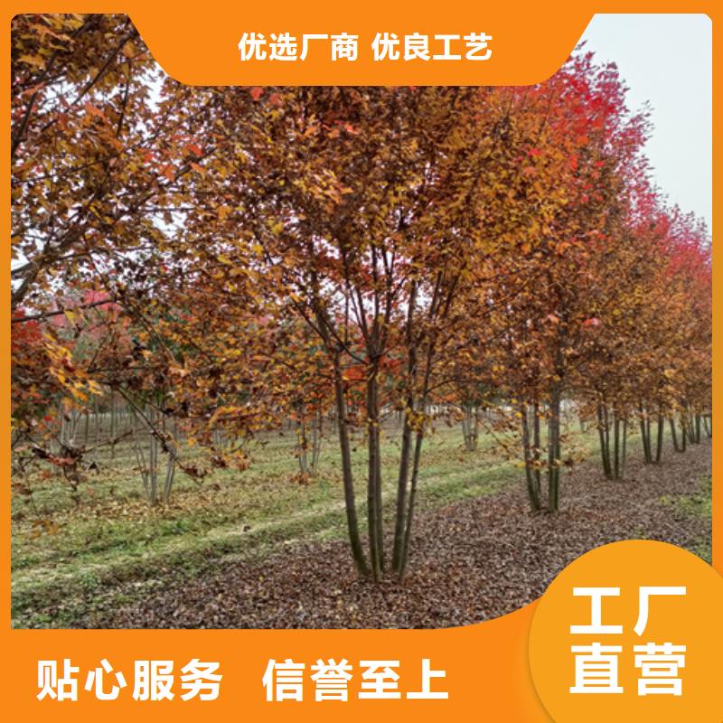 法桐黄金槐用心制作