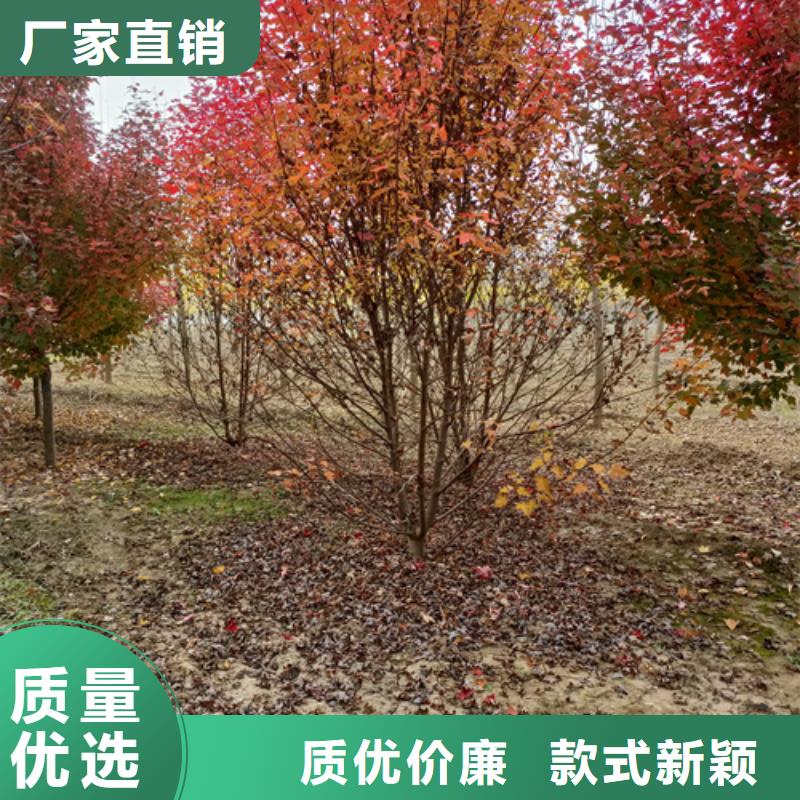 法桐國(guó)槐好產(chǎn)品有口碑