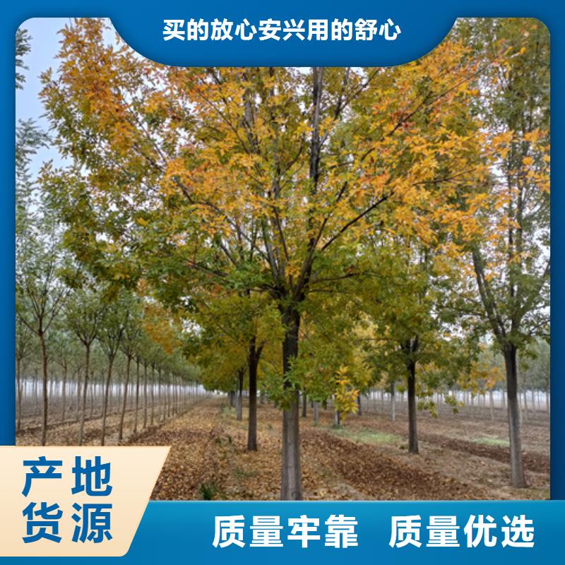 法桐,五角枫好厂家有担当
