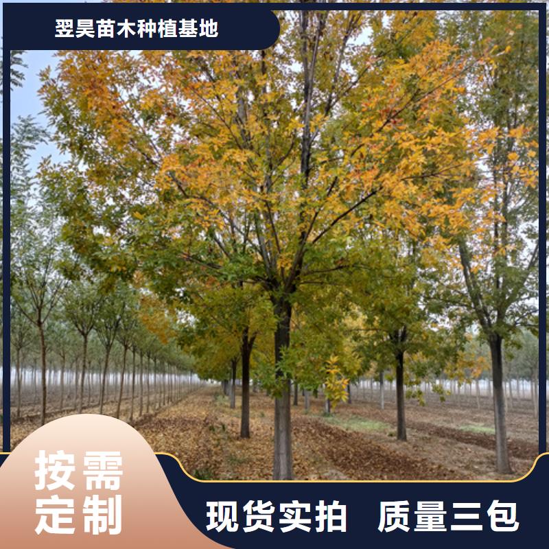 法桐廠家實(shí)力雄厚