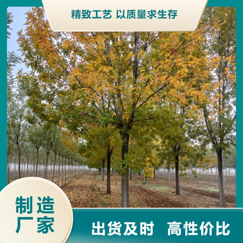 法桐_黄金槐安心购