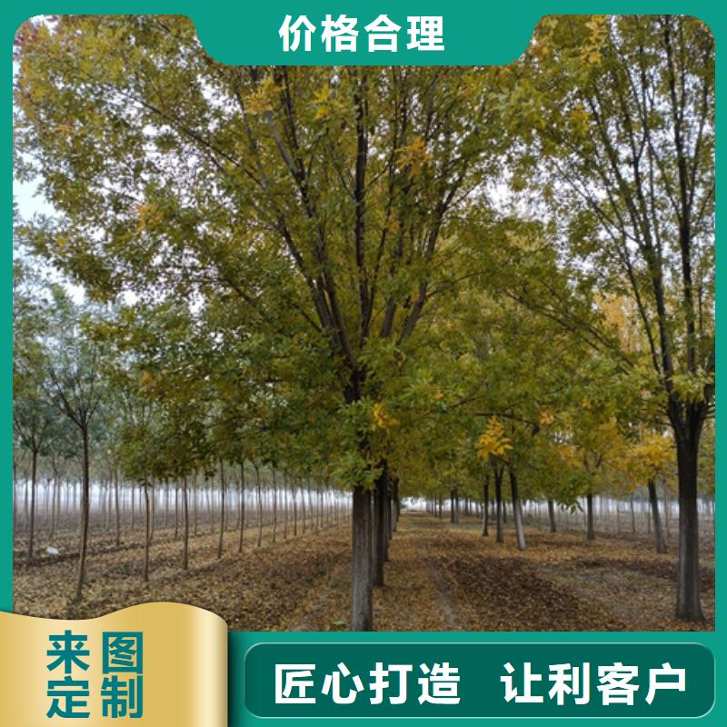 法桐,秋紫白蠟誠信經(jīng)營質(zhì)量保證