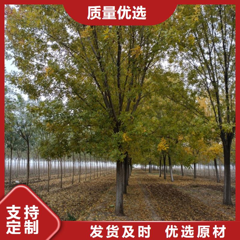 生產(chǎn)法桐的批發(fā)商