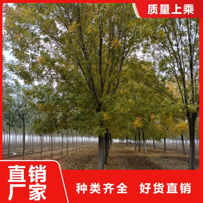 法桐黃金槐自營品質(zhì)有保障