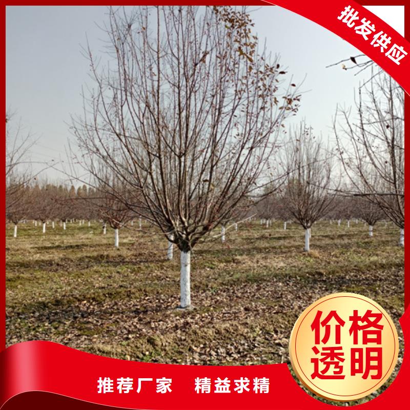 法桐樱花质量牢靠
