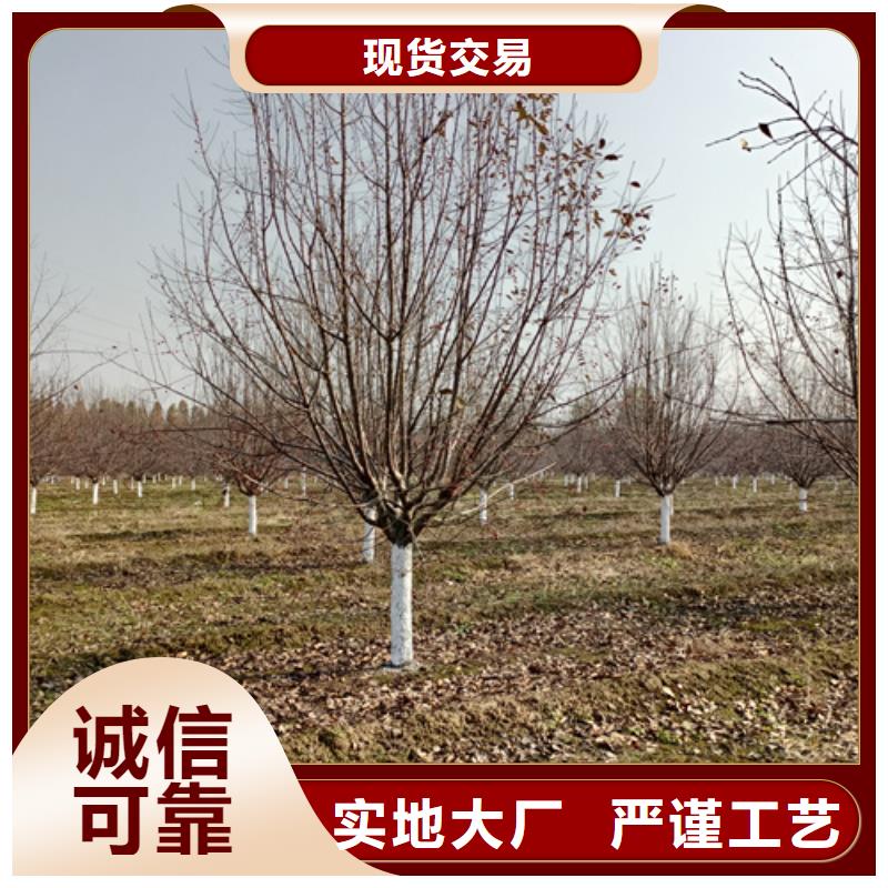 法桐,白蜡源头厂家直销