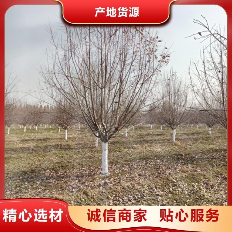法桐小苗诚信企业绿化苗木