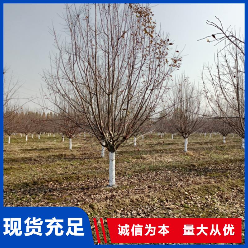 法桐行情上门施工