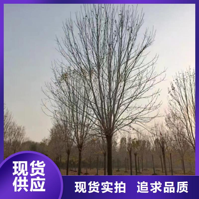 法桐國槐暢銷本地