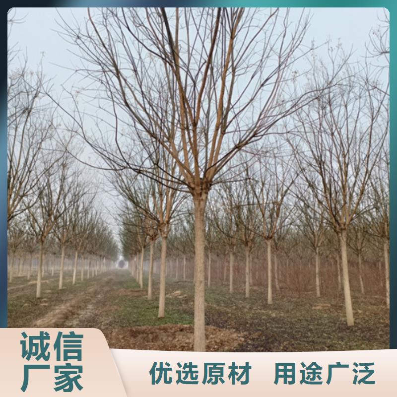 法桐行情十余年廠家
