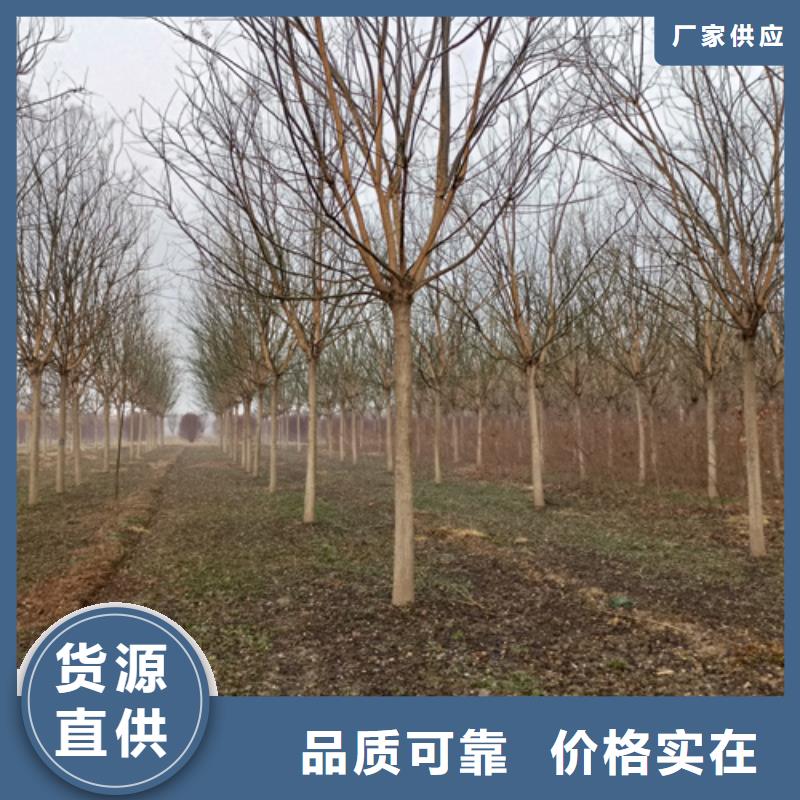 法桐价格种植基地苗木基地