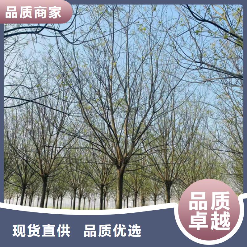 法桐金葉復(fù)葉槭支持大批量采購