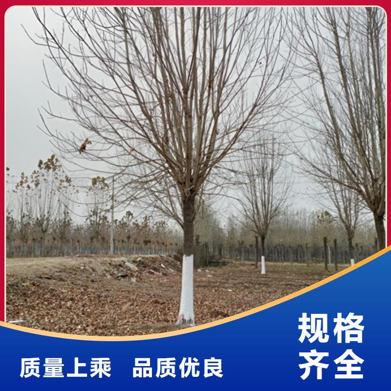 供應法桐行情-實體廠家可定制