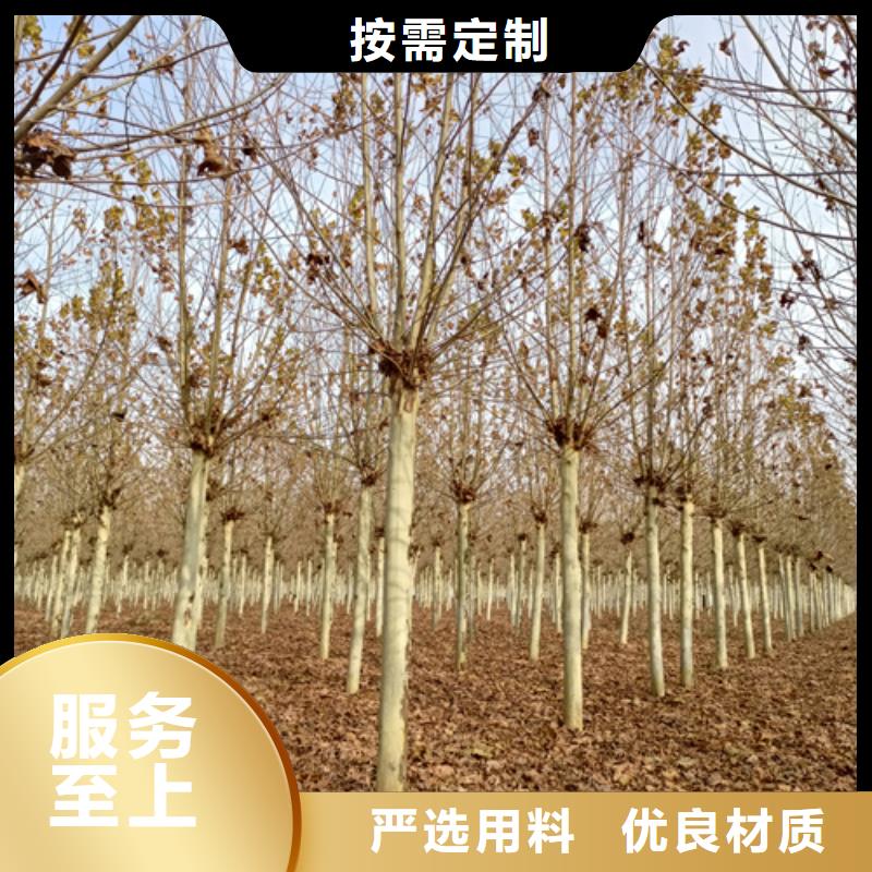 法桐_北京欒用途廣泛
