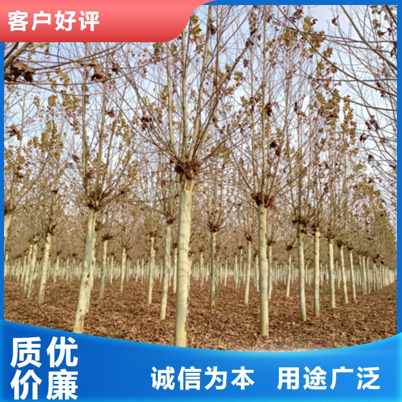 法桐,五角枫好厂家有担当
