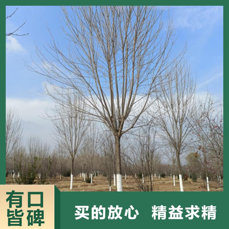 法桐,五角枫好厂家有担当